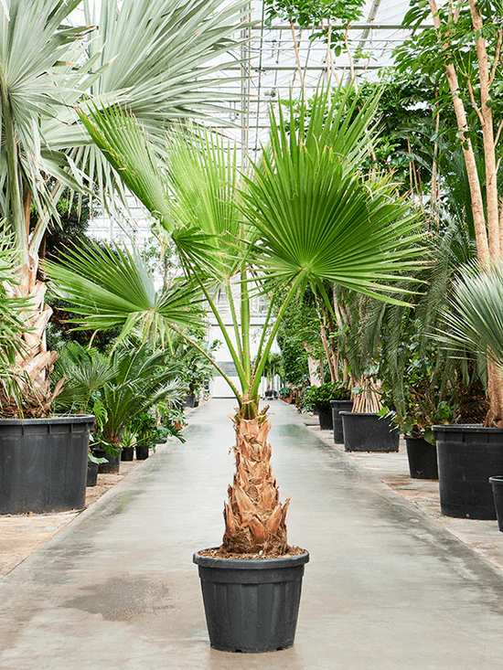 Palmier de Californie - Vue 3