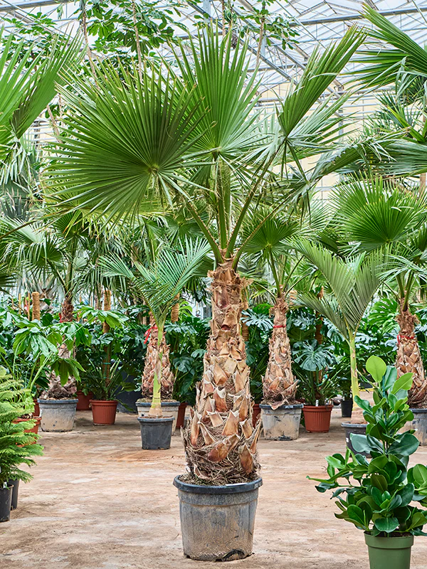 Palmier de Californie